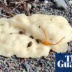 ‘The first thing I did was poke it’: Canada beach blobs mystery solved by chemists