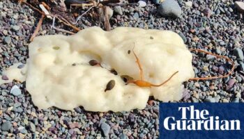 ‘The first thing I did was poke it’: Canada beach blobs mystery solved by chemists