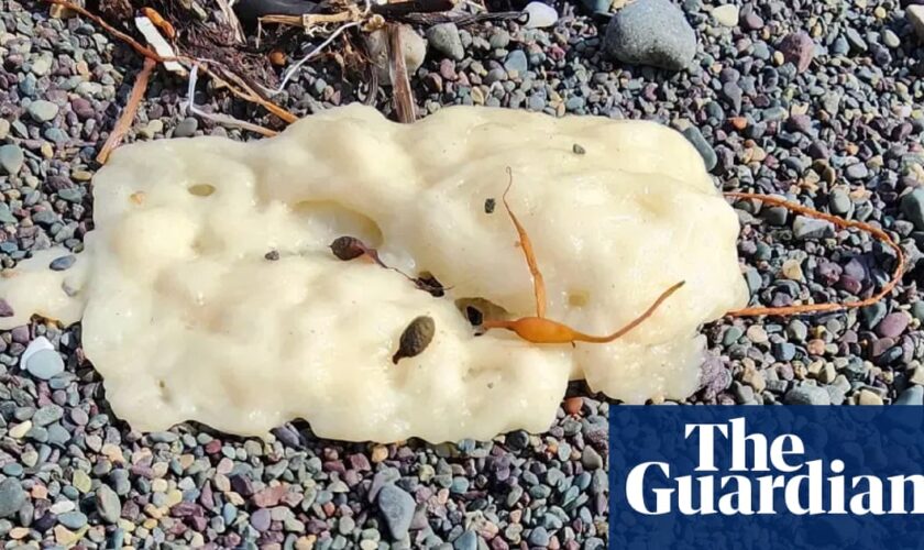 ‘The first thing I did was poke it’: Canada beach blobs mystery solved by chemists