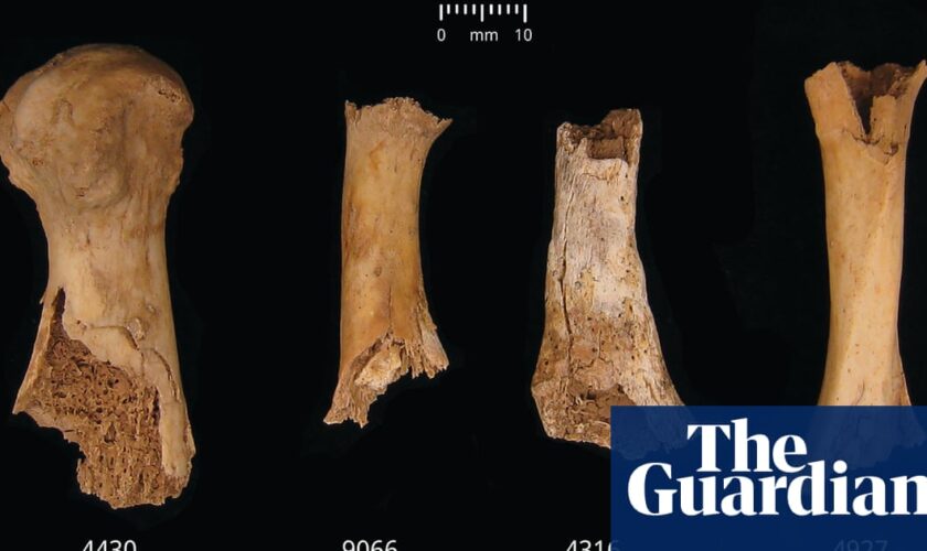 ‘Something horrible’: Somerset pit reveals bronze age cannibalism