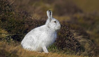 Deutsche Wildtierstiftung: Alpenschneehase ist Tier des Jahres