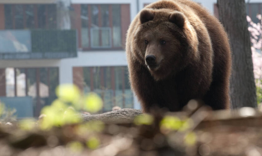 Au Japon, un ours ravage un supermarché avant d’être abattu