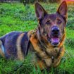 Undated handout photo issued by The Thin Blue Paw Foundation of retired police dog Bear who rescued a vulnerable man after locating him in woods. The German Shepherd, was on his first walk in the Eastbourne area since recovering from major surgery to remove two tumours, sensed the presence of the man who was actually a missing person being searched for by police. Issue date: Monday December 2, 2024.