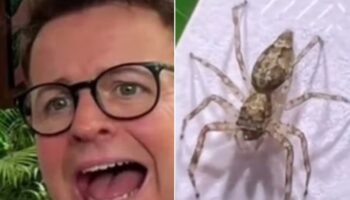 Dec jokes he’s ‘lucky to be alive’ after being bitten by a spider on I’m a Celebrity