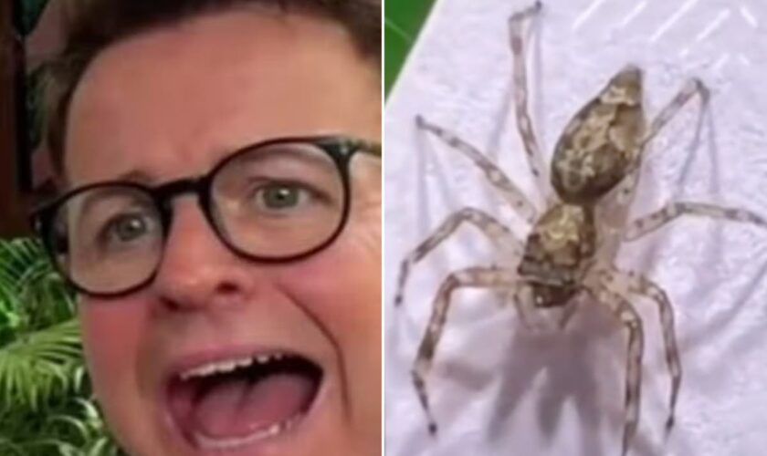 Dec jokes he’s ‘lucky to be alive’ after being bitten by a spider on I’m a Celebrity