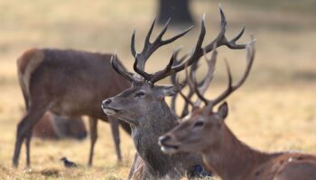 Deer in Richmond Park, London, on the first day of meteorological autumn. PRESS ASSOCIATION Photo. Picture date: Thursday September 1, 2016. Photo credit should read: Jonathan Brady/PA Wire