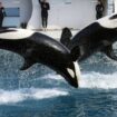 Fermeture du Marineland d’Antibes : que vont devenir les deux orques et les milliers d’animaux du plus grand parc marin d’Europe ?