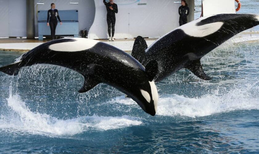 Fermeture du Marineland d’Antibes : que vont devenir les deux orques et les milliers d’animaux du plus grand parc marin d’Europe ?