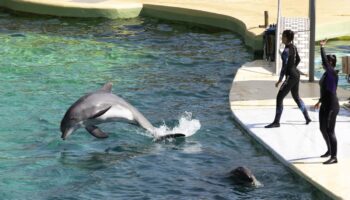 Le Marineland d’Antibes pourrait fermer en janvier 2025, le sort de ses orques toujours en suspens