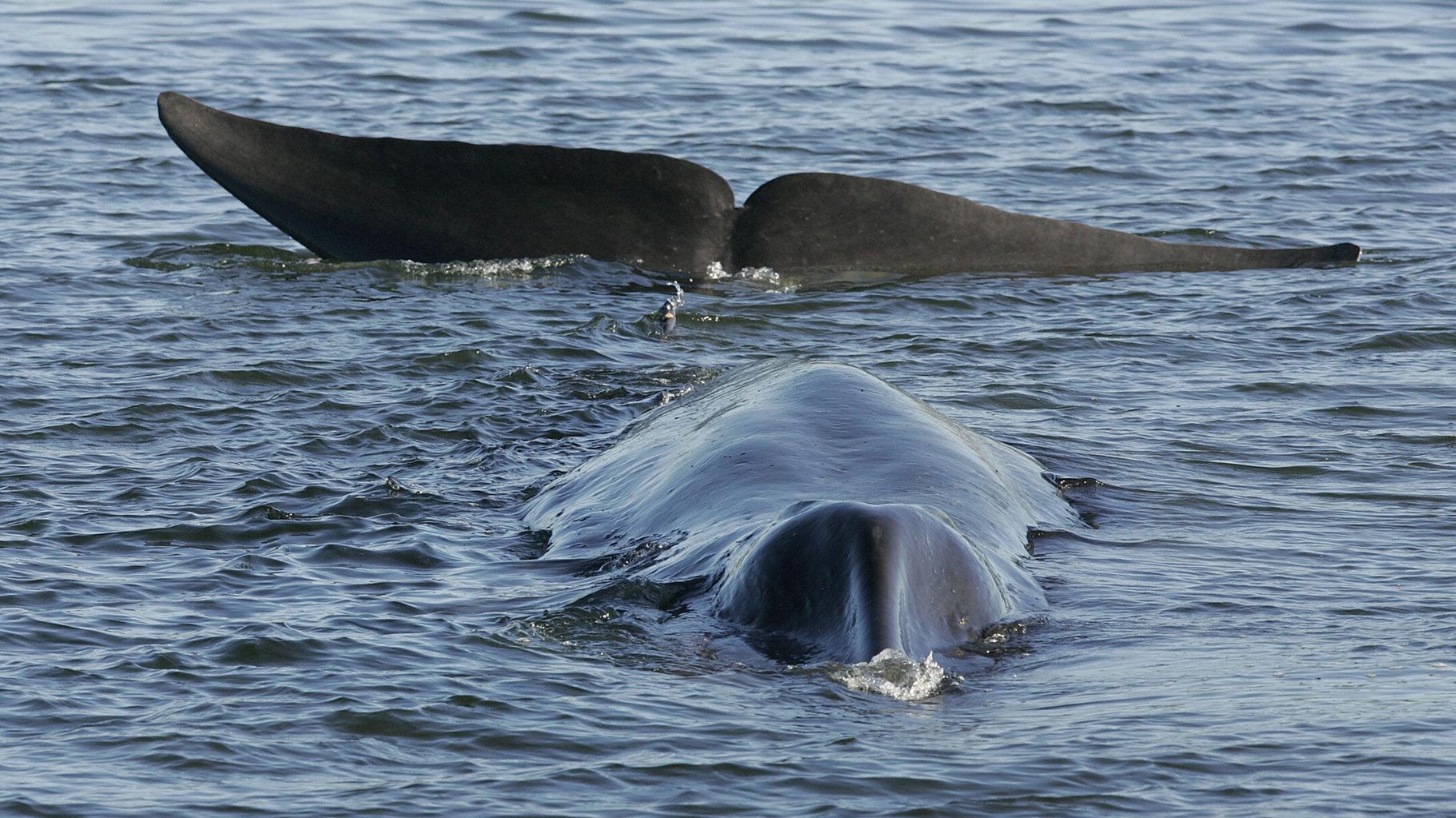 L’Islande autorise la chasse à la baleine cinq ans de plus et met en danger une espèce menacée