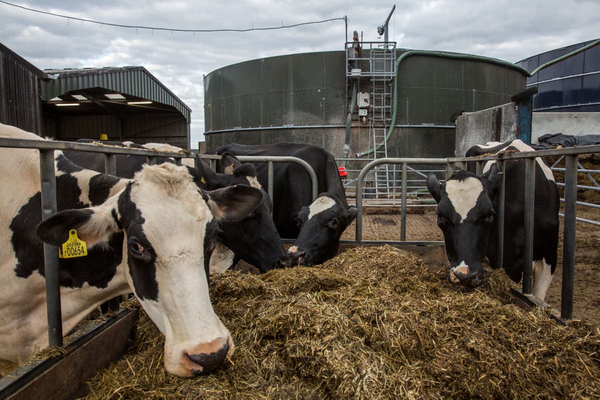 Mad cow disease case confirmed in cow on Scottish farm