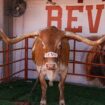 Texas Longhorns' live mascot, Bevo, barred from SEC championship