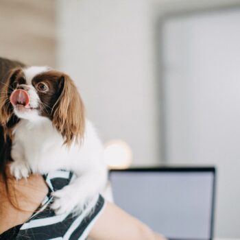 Salariées chien au travail management