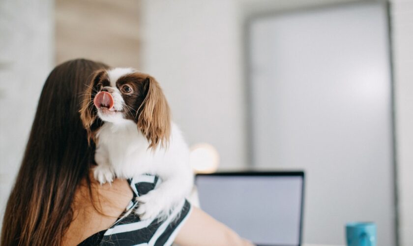 Salariées chien au travail management