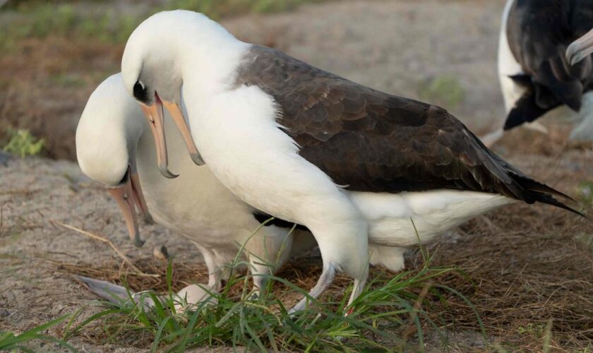 Une femelle albatros pond un œuf… à 74 ans