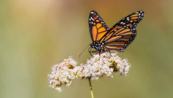 Le papillon monarque pourrait être bientôt mieux protégé aux Etats-Unis pour le sauver de l’extinction