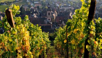 Le millésime 2013 des vins d'Alsace exprime une belle minéralité, estiment les professionnels