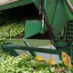 Brussels sprouts being harvested at TH Clements in Lincolnshire. Pic: PA