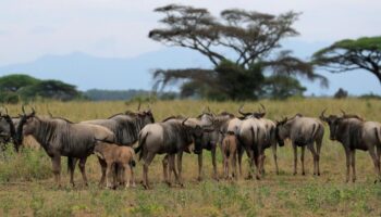 Au Kenya, derrière le succès des réserves, les femmes laissées-pour-compte