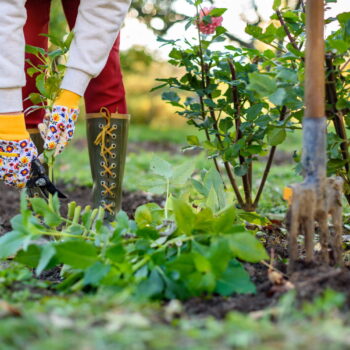 Voici les travaux à faire au jardin en décembre pour avoir de jolies plantes au printemps