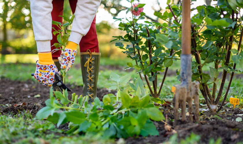 Voici les travaux à faire au jardin en décembre pour avoir de jolies plantes au printemps