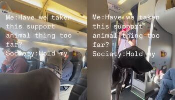 Passenger slammed for bringing a Great Dane on his flight for ‘emotional support’