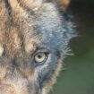 Zum Abschuss frei? Die Luft wird dünner für den Wolf