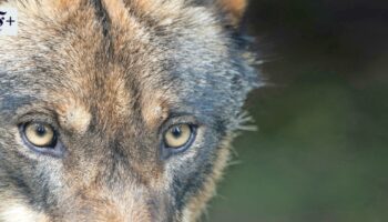 Zum Abschuss frei? Die Luft wird dünner für den Wolf