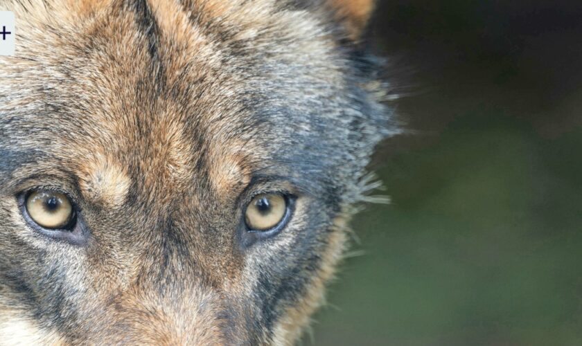 Zum Abschuss frei? Die Luft wird dünner für den Wolf