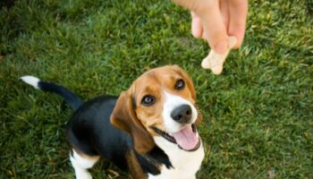 FDA issues recall on popular dog treat sold in 19 states that can kill pets