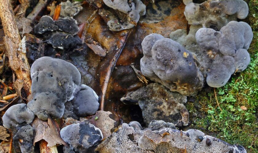 Phellodon frondosoniger. Pic: Royal Botanical Gardens