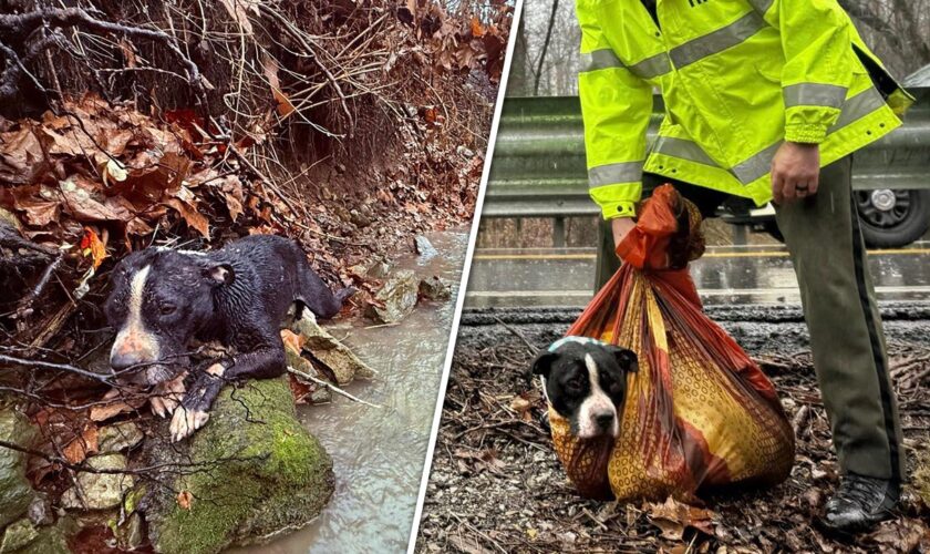 Tennessee dog to be reunited with family after agencies team up to rescue him from ravine: video