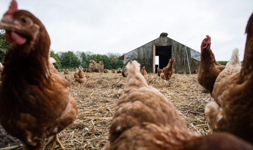 Grippe aviaire : un premier cas grave chez l’homme détecté aux Etats-Unis