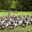 La France va-t-elle devoir faire ses adieux au foie gras ?