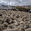 Selon les chiffres de la préfecture, les attaques de loup ont bien augmenté de 4,6% au niveau national, engendrant une hausse des victimes de 10,6%, principalement dans les territoires où le loup est nouvellement présent