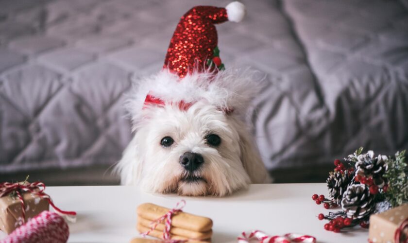 Cadeaux et repas de Noël : les animaux de compagnie des « membres de la famille » comme les autres