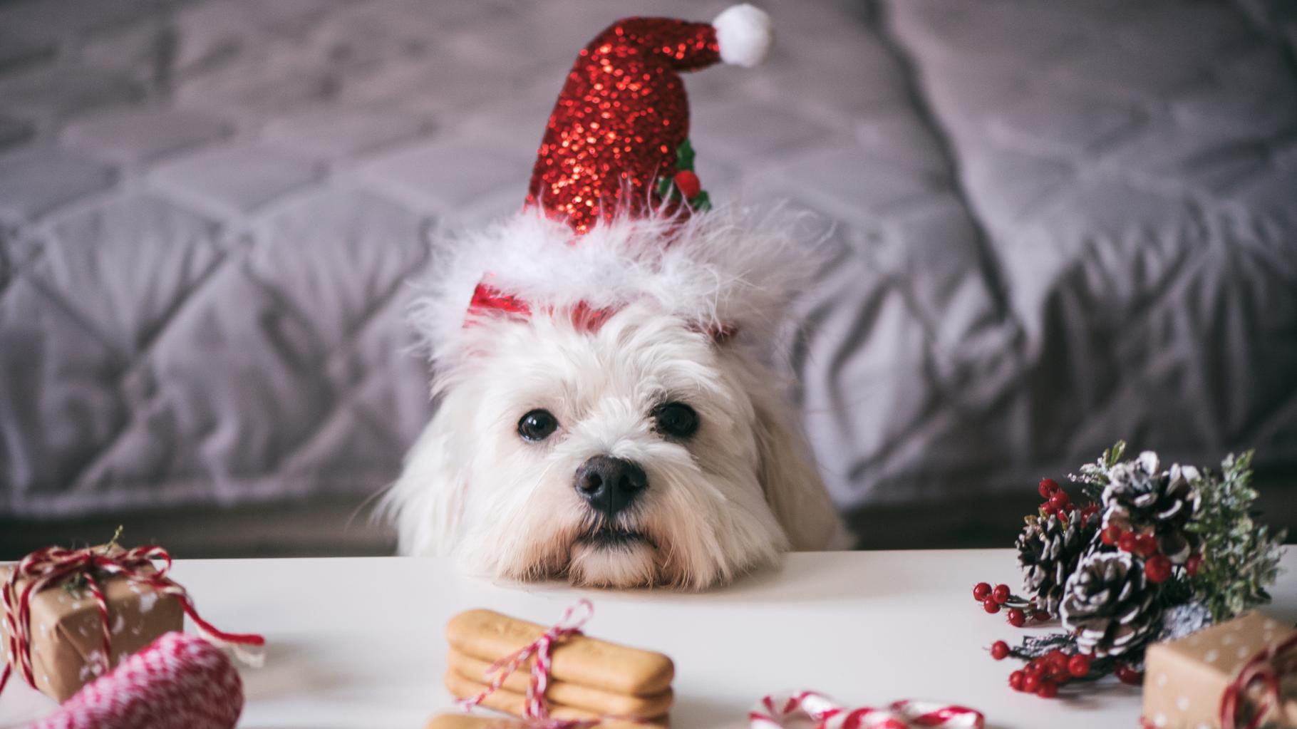 Cadeaux et repas de Noël : les animaux de compagnie des « membres de la famille » comme les autres