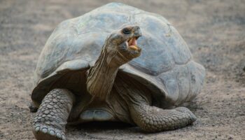 Une tortue sans carapace est-elle simplement nue ou meurt-elle instantanément?