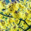 5 top fragrant shrubs to give you a scent-sational winter