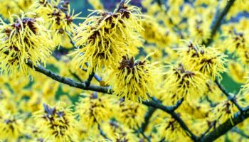 5 top fragrant shrubs to give you a scent-sational winter