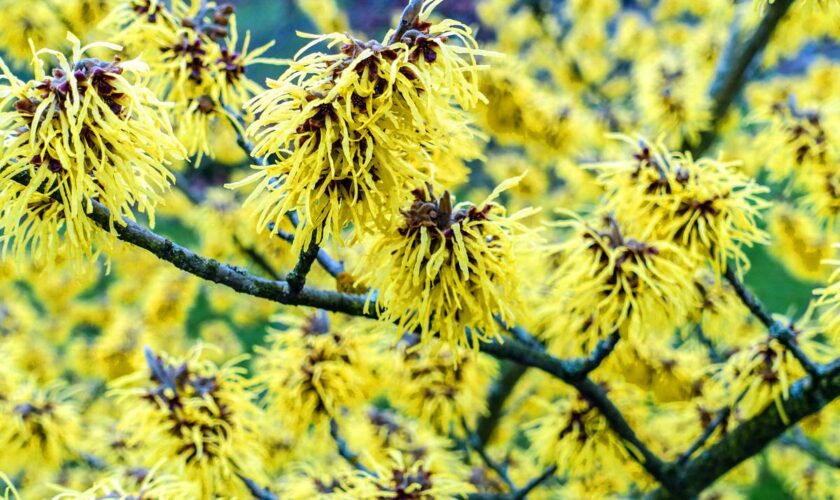 5 top fragrant shrubs to give you a scent-sational winter