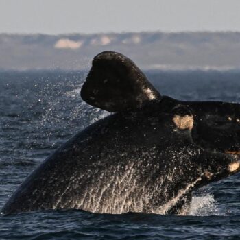 Les baleines auraient une longévité encore plus importante, selon une nouvelle étude