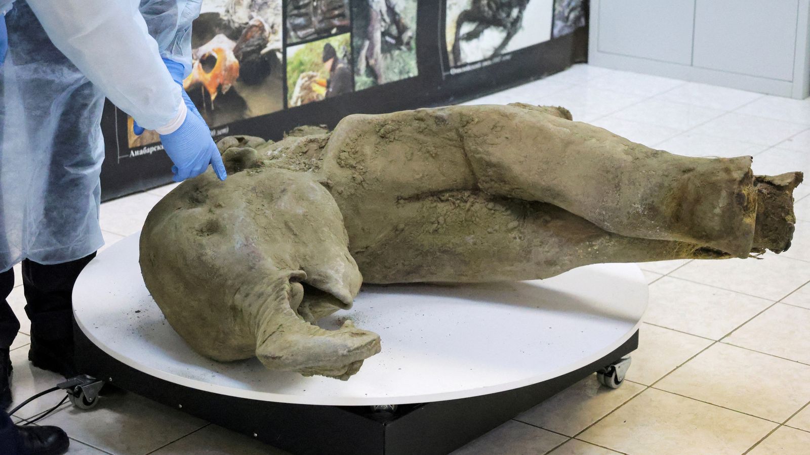 Researchers stand behind glass fencing as they show the carcass of a baby mammoth, which is estimated to be over 50,000 years old and was found in the Siberian permafrost in the Batagaika crater in the Verkhoyansky district of Yakutia, during a demonstration in the laboratory of the Mammoth Museum at the North-Eastern Federal University in Yakutsk, Russia, December 23, 2024. REUTERS/Roman Kutukov TPX IMAGES OF THE DAY