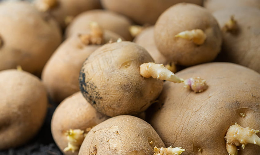 Pommes de terre avec germes : peut-on les manger ou faut-il les jeter ?