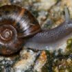 Deux espèces d’escargots menacés d’extinction réintroduits dans leur habitat à Madère