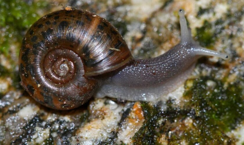 Deux espèces d’escargots menacés d’extinction réintroduits dans leur habitat à Madère