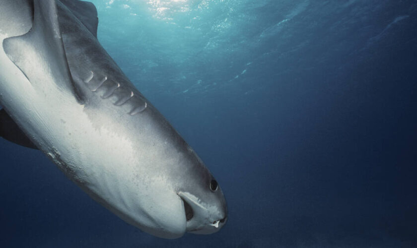 En Egypte, un touriste tué par un requin en mer Rouge