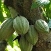 Le café et le cacao bio produits en RDC, bientôt proscrits par l’UE ?