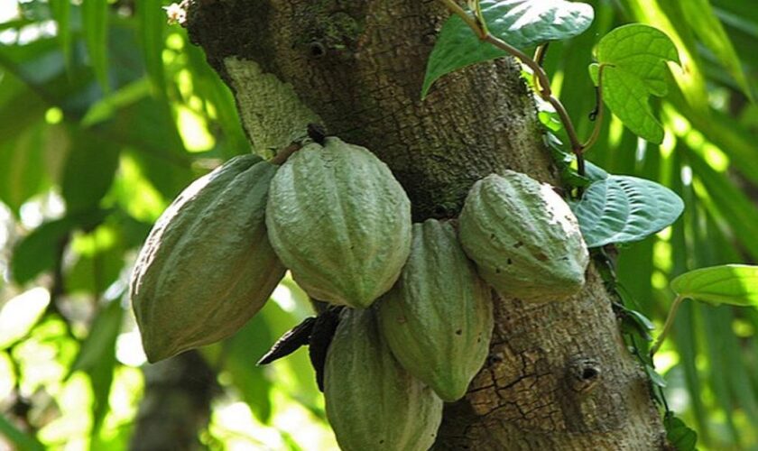 Le café et le cacao bio produits en RDC, bientôt proscrits par l’UE ?