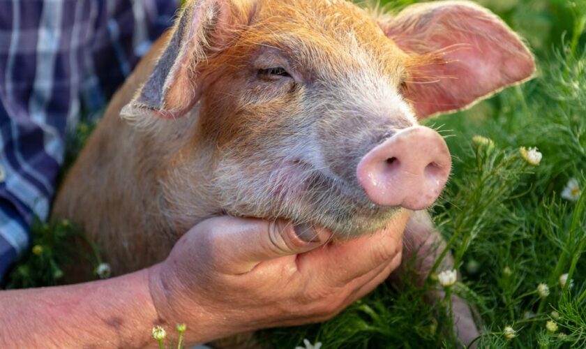 Adopter un cochon : 5 choses à savoir